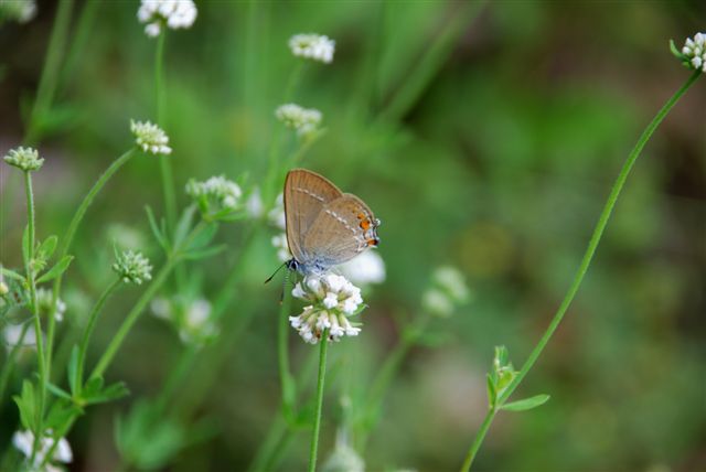 Satyrium acaciae